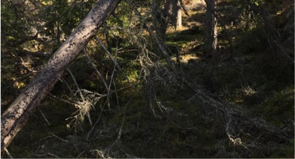 Objektet bedömdes ha vissa naturvärden (naturvärdesklass 4). 4. Naturvärdesobjekt vidd_03: En relativt öppen alsumpskog/myr med socklade alar.