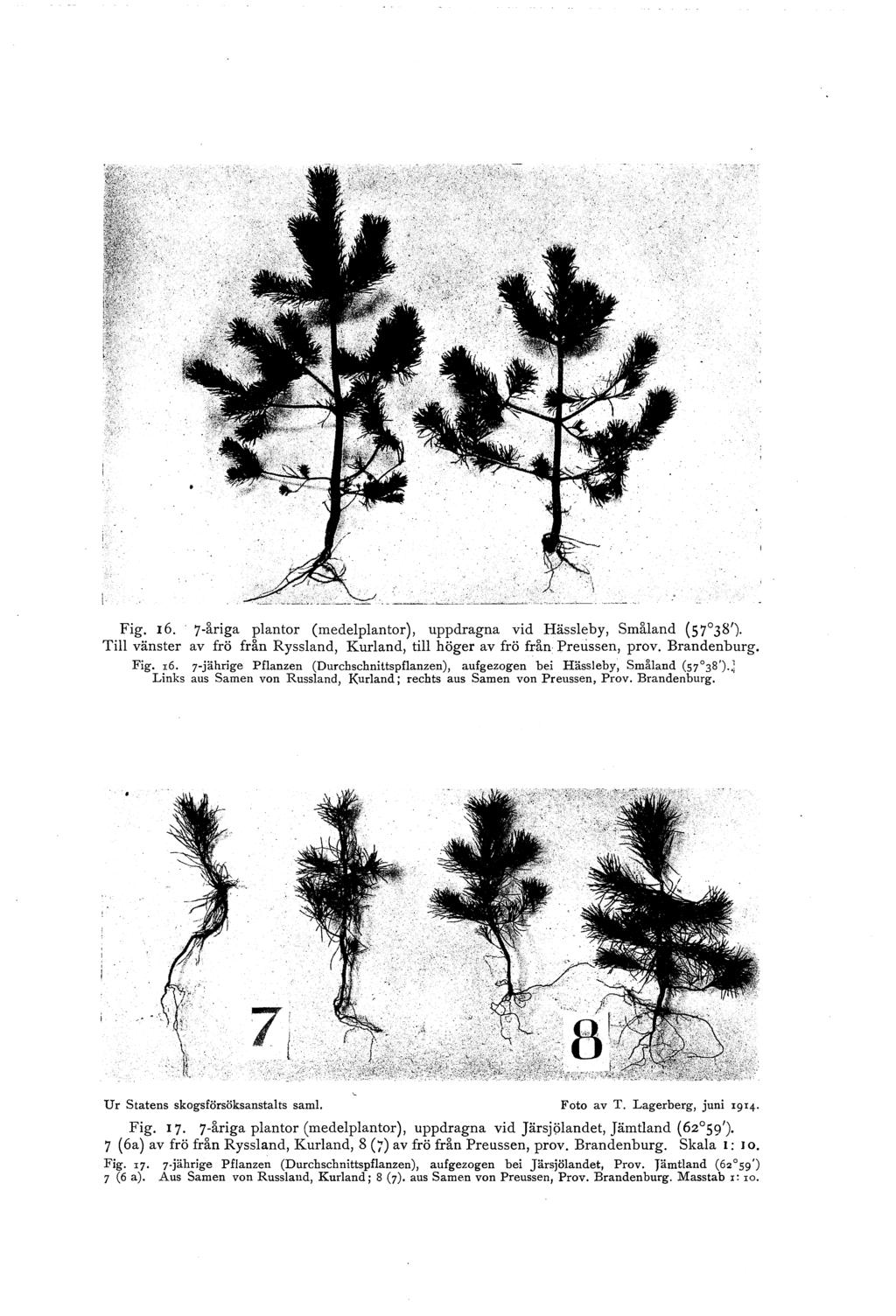 Fig. 6. 7-åriga pantr (medepantr), uppdragna vid Hässeby, Småand (57 38'). Ti vänster av frö från Ryssand, Kuran d, ti höger av frö från Pretissen, prv. Brandenburg. Fig. r6.
