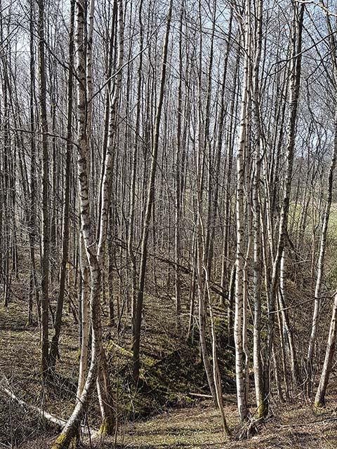 Naturvårdsarter: Krusig ulota och sälg. Område 4 Skog och träd Naturvärdesbedömning: Naturvärdesklass 3 Biotop: Björkskog Beskrivning och naturvärden: Björkskog med mycket död ved.