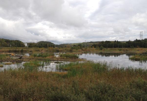 Sagsjön Eftersom extra medel erhölls från Länsstyrelsen har ytterligare en del åtgärder kunnat göras i Sagsjöns västra del.