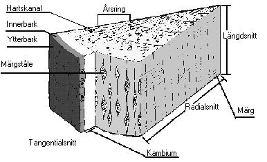 Teori 1.5 Trädets uppbyggnad Barrved består till övervägande del av trakeider, dessa är långsmala celler med ringporer och de finns huvudsakligen i cellernas radiellt ställda väggytor.