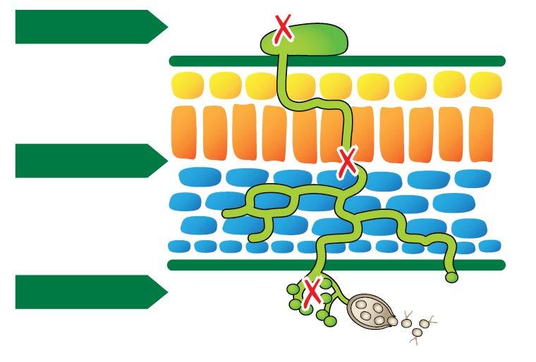Effekt på alla stadier i bladmögelsvampens livscykel Infinito verkar mot alla stadier i bladmögelsvampens livscykel: Sporulering