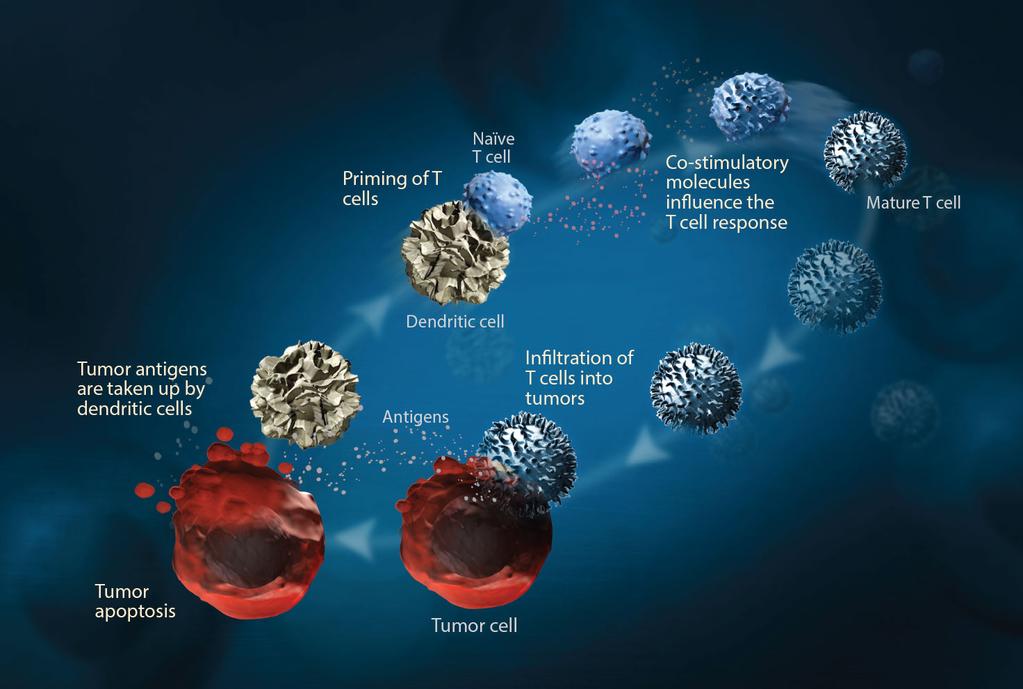 Immunsystemet