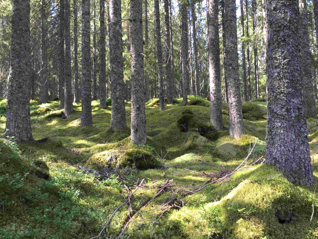 Jag/vi är medvetna om att säljaren har fri prövningsrätt liksom att vi tagit del av fastighetsbeskrivningen samt informationen i denna budblankett.