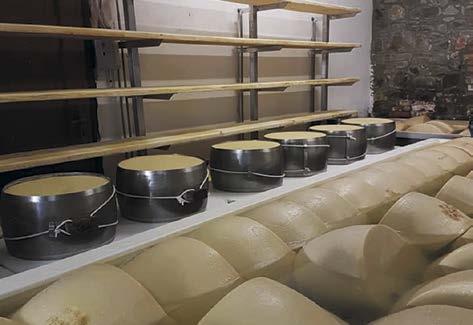 I dag är det ungefär 300 mejerier i regionerna kring Parma som gör den ost som får märkas med stämpeln Parmigiano Reggiano.