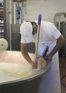 På morgonen tappas mjölken försiktigt ned i de 1000 liter stora kopparklädda ystningskaren. Grädden används till bland annat smör.