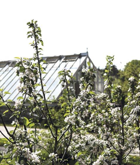 NYHETER MASSOR AV ÄPPELTIPS Många har fått riktigt gott om äpplen i år. Vet du inte vad du har för äpplen i din trädgård eller vad du ska göra av dem finns hjälp att få i Nordiska museets äppelapp.