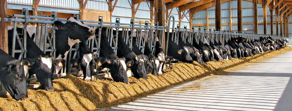 RENT FODER FÖR HÖGRE AVKASTNING All vinst från djurhållning börjar med de foderreserver som lagras i silo, balar eller i plansilo.
