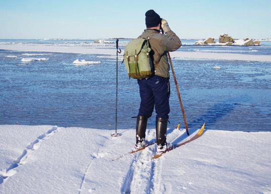 Författaren har följt ett utterspår ut till kanten för fasta isen norr om Klobbskat. Notera ispiken, tegsnässkidor och Nokia Tuura-stövlar (16.2.2016). Foto: Niclas Fritzén.