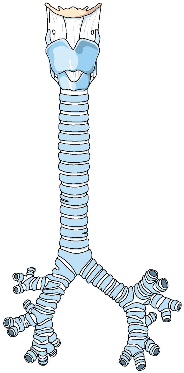 Trachea Bifurcatio