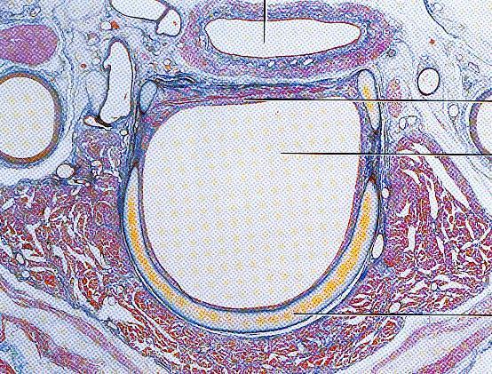 Cartilago trachea