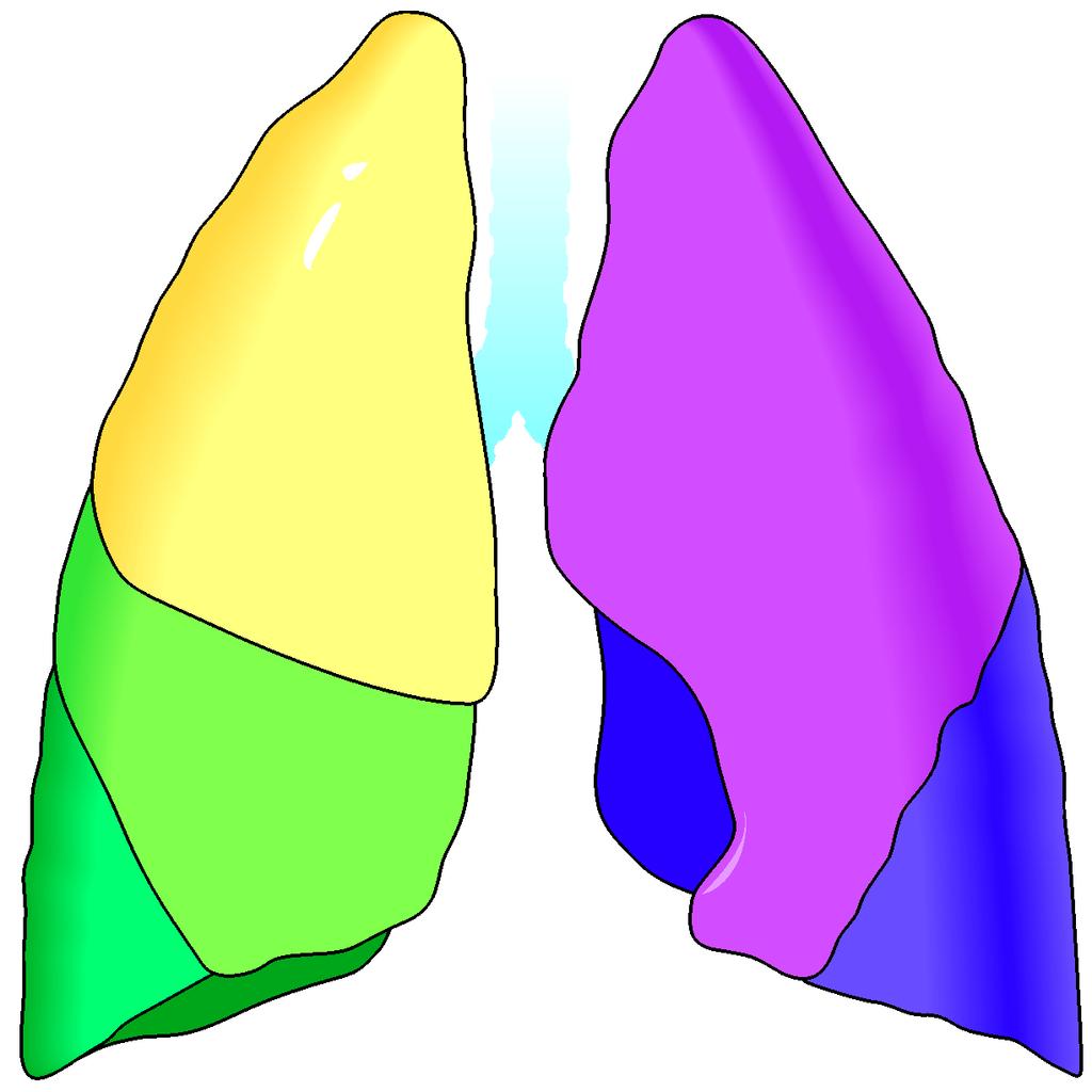 Lungorna (Pulmones) Apex pulmonis 3 lober på höger sida 2 lober på vänster sida lobus