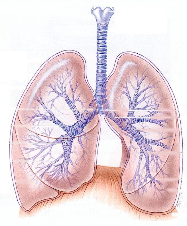 Bronkialträdet Trachea Bronchi principales Bronchi lobares (sekundära) Bronchi segmentales