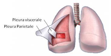 Pleura (lungsäck) Lungorna omges av pleura, vilken kan delas upp i två lager: Pleura parietale Täcker