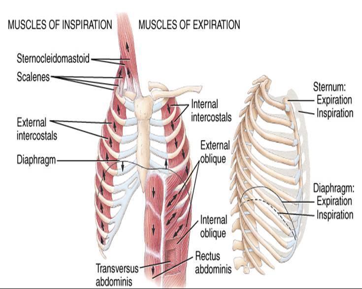 Andningsmuskulatur Inspiration Diafragma Mm. scaleni Mm. intercostales externi M. pectoralis minor M.