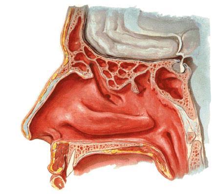 Näshålan (cavum nasi) Näsmusslor Regio Olfactoria Conchae nasalis superior