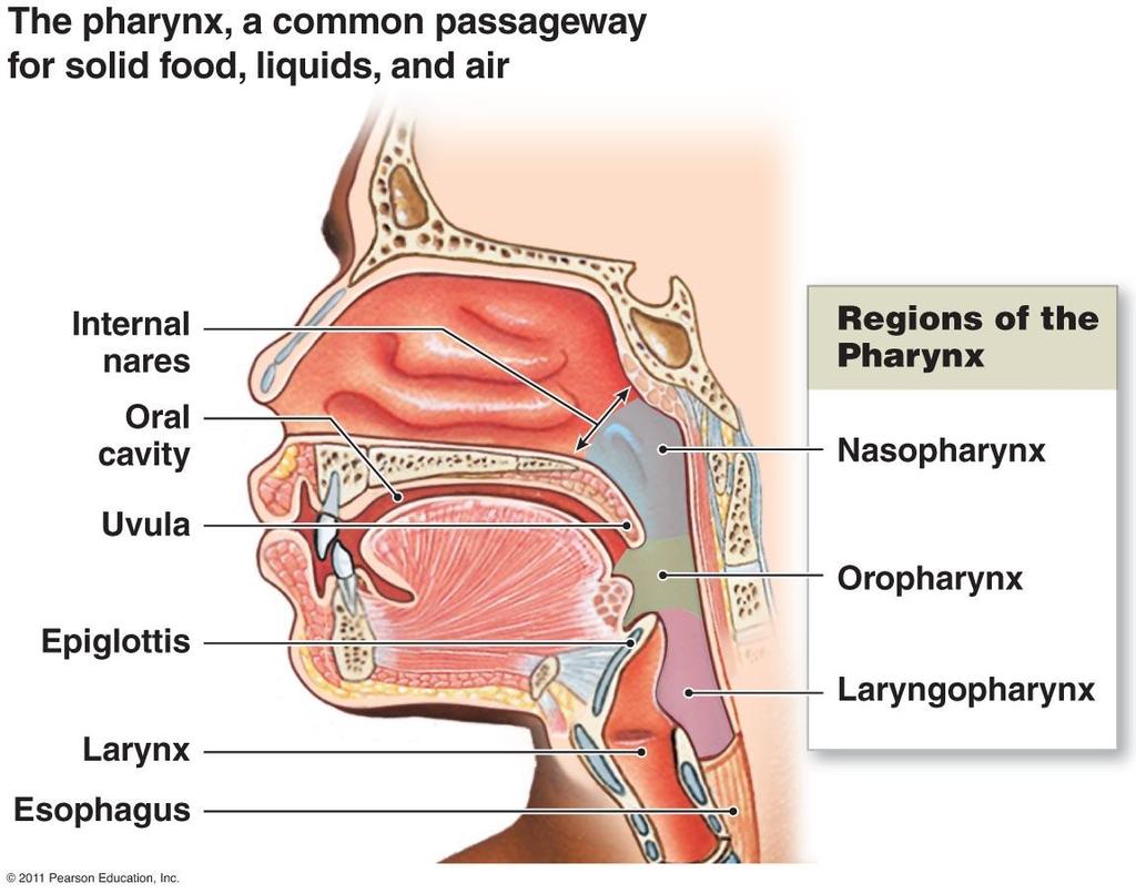 Pharynx (svalget) Här möts