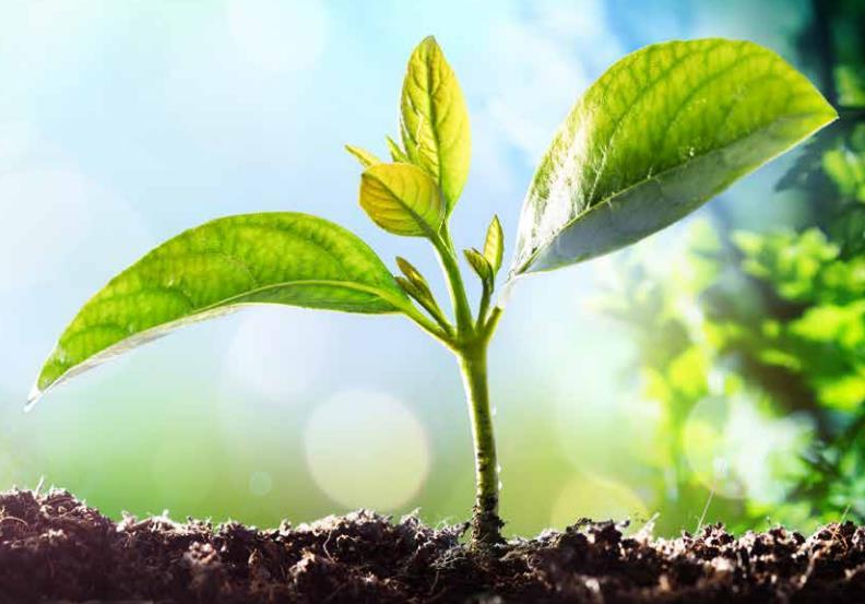 Oboya Horticulture Industries AB (publ) BOKSLUTSKOMMUNIKÉ Q4, JANUARI-DECEMBER 2017 Oboya Horticulture Industries AB (publ) har som långsiktigt mål att vara en världsledande totalleverantör av