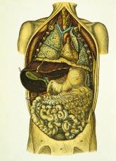 Bilden i läroboken ar. De olika organen är försedda med siffror, då ett organ är stort eller som tarmarna slingrar sig runt i bålen är den markerad med samma siffra på flera ställen.