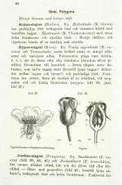 Bilden som roar och klargör relse med en senare upplaga av Läran om växterna. (Botanik.) vilken utkom så sent som 1934. 41 Bild 34: Ur Lärobok för Naturkunnighet, 1878. Nypon-slägtet (Rosaa). Ex.