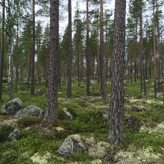 Belägenhet Fastigheten omfattar två skiften varav det största skiftet är beläget ca 7 km söder om Särna och korsar riksväg 70. Det mindre skiftet är beläget intill Särnasjön ca 4 km söder om Särna.