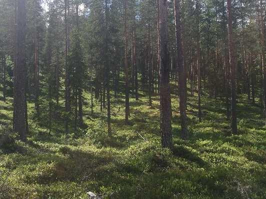 Skogsmark Enligt skogsbruksplanen omfattar fastigheten ca 73 9 ha produktiv skogsmark med ett uppskattat virkesförråd om ca 8458 m3sk.