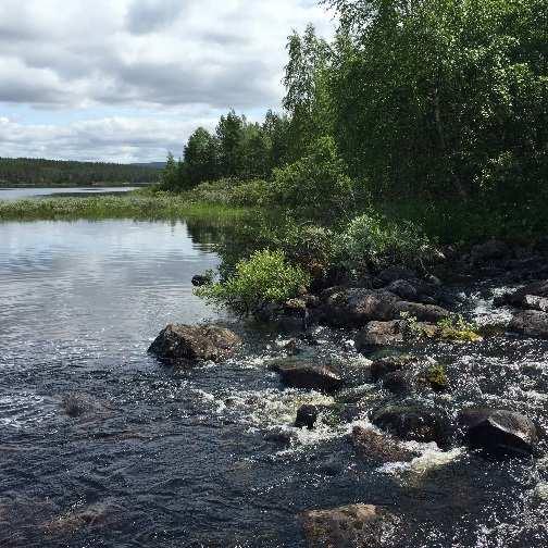 Avdelning 35 Skogsvårdslagen På brukningsenheter större än 00 ha produktiv skogsmark får föryngringsavverkning inte ske i sådan utsträckning att mer än hälften av brukningsenhetens produktiva