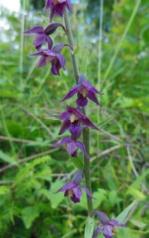 (Epipactis