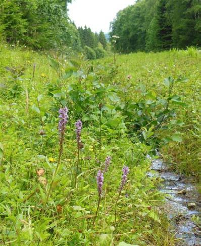 Andra ovanliga arter Även bland de ovanligare arterna var det delsträckans första del som var mest intressant med gullviva, fjällgröe, knagglestarr, kärrfibbla, purpurknipprot, tvåblad och