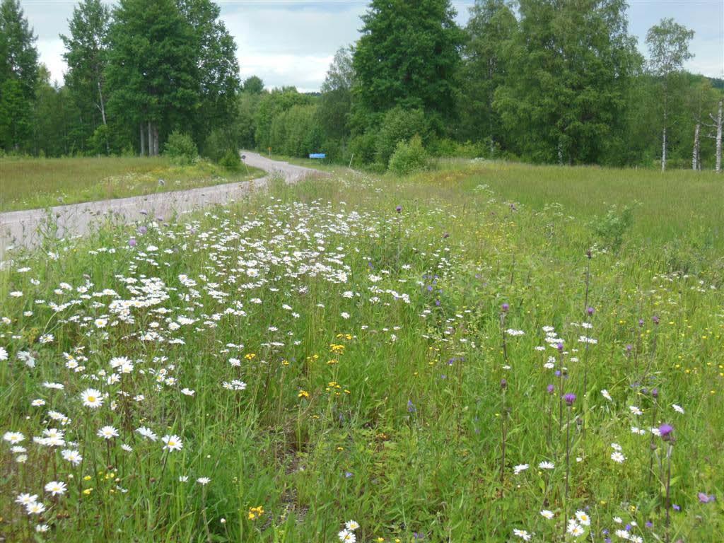 Invasiva arter samt ogräs Blomsterlupin förekommer på några ställen och gräsen luddhavre, kvickrot och hundäxing dominerar på vissa delar av sträckan.