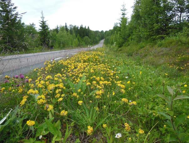 Högvuxen vegetation Bland de högvuxna växterna noterades akleja, hökfibblor, gullris, midsommarblomster, mjölke och ängsklocka.