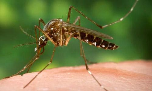 Bakgrund Flavivirus Aedes egypti En serotyp Ursprung i