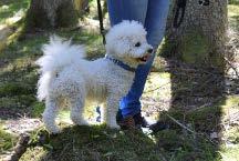 Hundpromenad Lördag 14/10 kl 11 i Gräfsnäs Kom med din hund och gå med oss i Gräfsnäs slottsparks vackra omgivningar. Vi gör lite aktiveringsövningar i all enkelhet om deltagarna känner för detta.