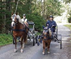 Djurskötardag på Nolhaga Djurpark Kom och var med och sköt om djuren på parken. Från 6 år och uppåt Fredag 3/11 kl 8.30-12.00 Kostnad medlemskap Varma kläder och matsäck.