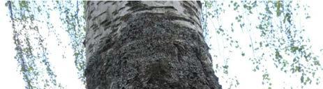 Den kompostliknande massan kallas mulm, vilken det råder brist på i landskapet då få gamla träd tillåts stå kvar så länge att värdefulla