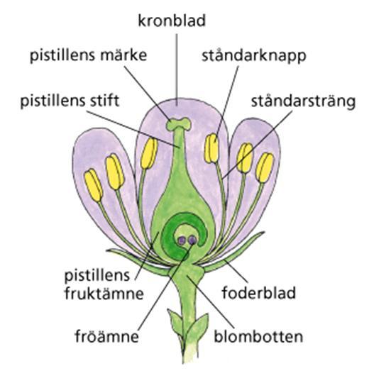 Frön inneslutna i