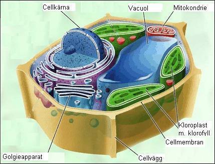 Växtcellen Kloroplaster