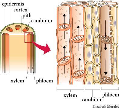 Stammen Stödjevävnad (förstärkta cellväggar, ämnet lignin) ( kompositmaterial - cellulosa är förstärkande fibrer och ligninet limmet)