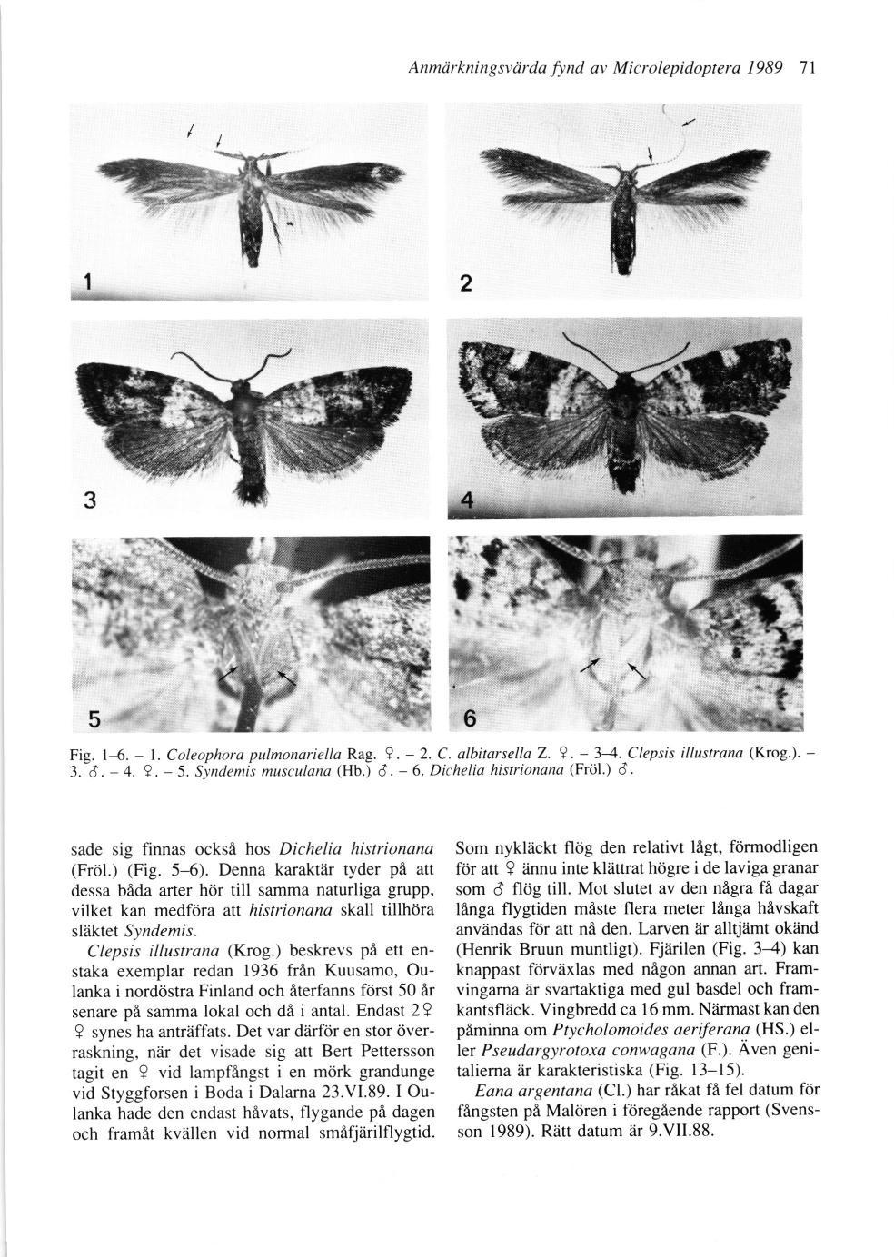 Anmärkningsvärda fynd av Microlepidoptera 1989 71 Anmdrkningsvdrda fynd av Microlepidoptera 1989 7l 2 5 Fig. 1-6. - 1. Coleophora pulmonariella Rag. 4. - 2. C. albitarsella Z. 4. - 3-4.