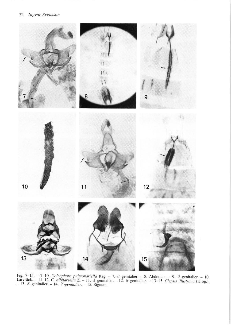 72 lngtar Slensson 72 Ingvar Svensson 10 11 12 Fig. 7-15. 7-10. Coleophora pulmonariella Rag. 7. d -genital ier. 8. Abdomen. 9. 9-genitalier. 10. Larvsäck. 11-12. C. albitarsella Z. 11. d-genitalier.