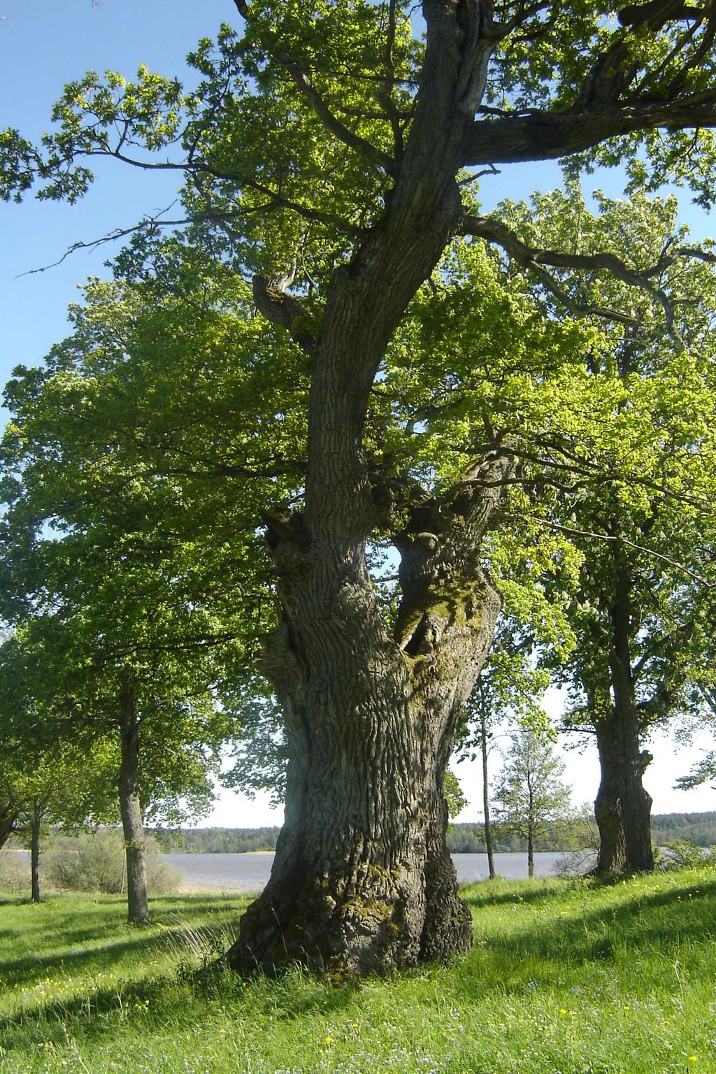 3 INVENTERINGEN Alla träd som har en omkrets på över två meter (i brösthöjd, ca 1.3 m) har registreras i en databas där bl. a. trädslag, omkrets, skötselprioritering och skötselförslag anges.
