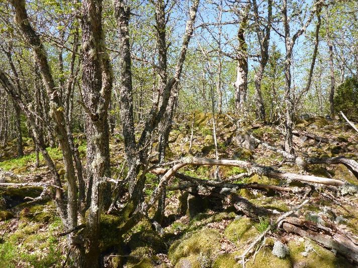 Område K2_5 Naturvärdesklass 4 Igenväxande mindre skogstjärn Igenväxande liten skogstjärn. Viktig refug i skogslandskapet. Viltvatten. Endast biotopvärden. Inga noterades. Inga kända.