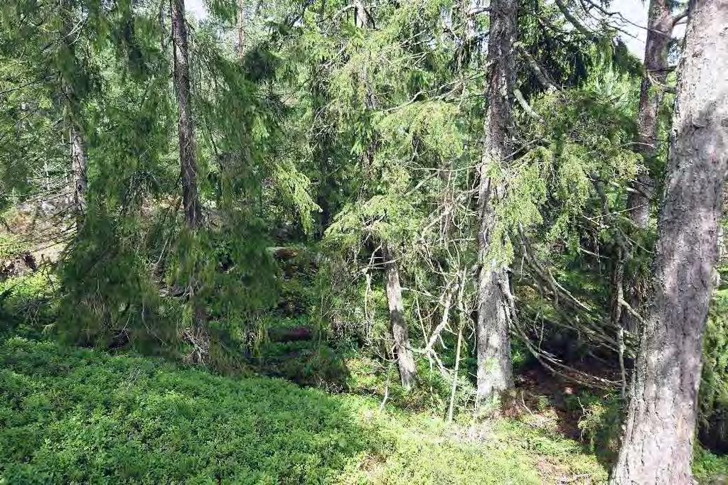 ID: 160702-4 Skog och träd, Hällmarkstallskog NV-Klass: 3 NR: 3 Koordinater: 6472384-341471 Areal: >1 ha Hänsynsyta med hällmarkstallskog. Det mogna till äldre trädskiktet utgörs av tall och gran.