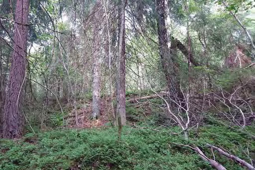 ID: 160705-3 Skog och träd, Barrblandskog med lövinslag.