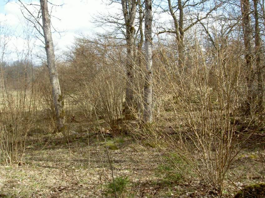 finnas en mycket lång kontinuitet av asp. Bild 6. Asp hör till de första trädslagen som dyker upp då marker slutar hävdas.