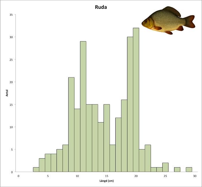 Figur 15 och figur 16: Diagrammen visar storlekstrukturen hos mörten och rudan.