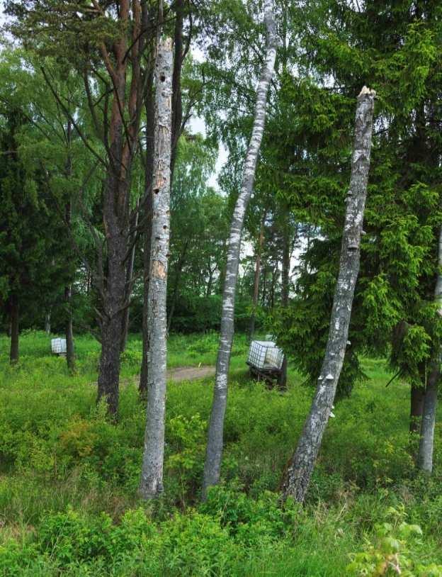 ) Gräv ut vattensamlingar i anslutning till banan så att det står vatten i dessa