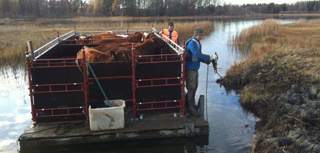 Allt arbete med naturvård kräver hög kompetens, och stiftelsen har experter inom skogsekologi, vård av kulturlandskap, sötvatten och