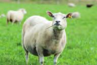 Ekonomi Det ekonomiska resultatet inom ekologisk lammproduktion varierar stort mellan gårdar.