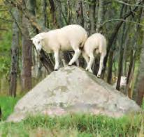 Gård 1 ligger i stödområde 5B och har vinterlamning. Den höga försäljningsintäkten beror på att 23 lamm såldes till liv samt att utslagstackorna såldes till bra priser.